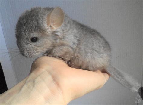 chinchilla buy swap and sell|Chinchilla, SWAP IT!BUY IT! SELL IT!! .